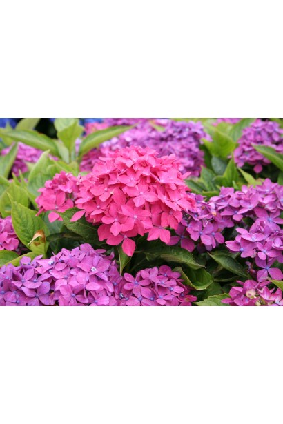 Гілка Hydrangea Macrophylla Hornli з кількома квітковими головками рожевих тонів.